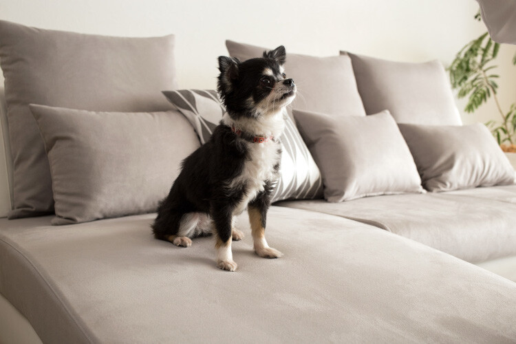 犬・猫と暮らす人におすすめのソファ5選｜お手入れしやすく引っ掻きに強いモデルをご紹介